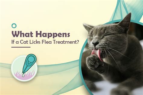 cat is licking flea medicine|what happens if cat licks flea treatment.